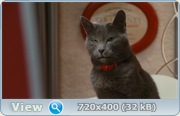 Кошки против собак: Месть Китти Галор / Cats & Dogs: The Revenge of Kitty Galore (2010) DVD5 / HDRip
