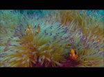   :  / Coral Sea Dreaming: Awaken (2010/DVDRip)
