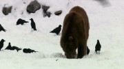  : - / Mega Beasts Bear: Dog (2010) HDTVRip 720p