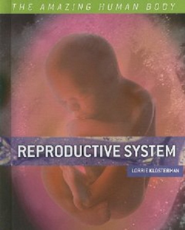 reproductive system  the