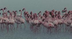 Пурпурные крылья: тайна фламинго / The Crimson Wing: Mystery Of The Flamingos (2008) BDRip 720p